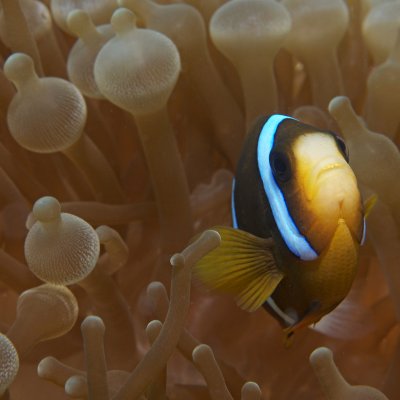 Biodiversity will be one of the characteristics considered in identifying the most important reefs. Credit: The Ocean Agency, Jayne Jenkins